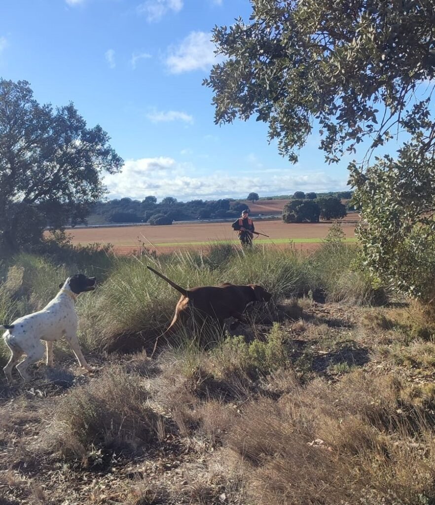 INICIO imagen perros